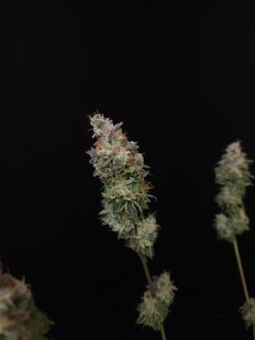 Test 101100  (1). Week 13