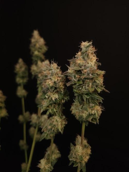 Test 101100  (1). Week 13