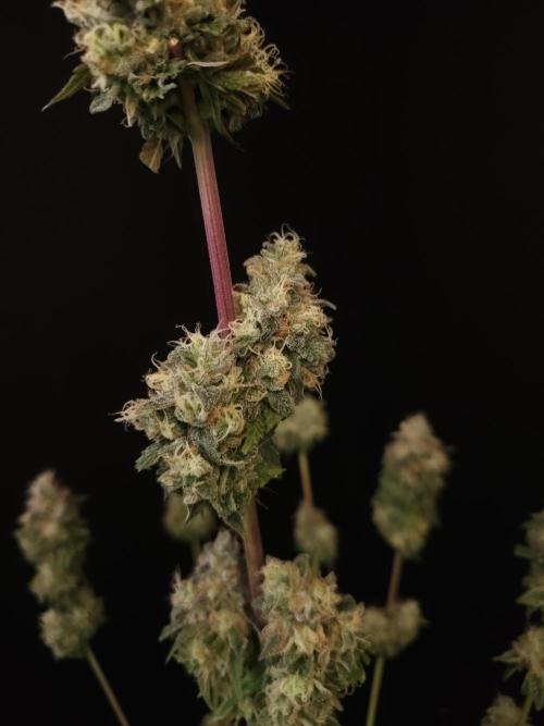 Test 101100  (1). Week 13