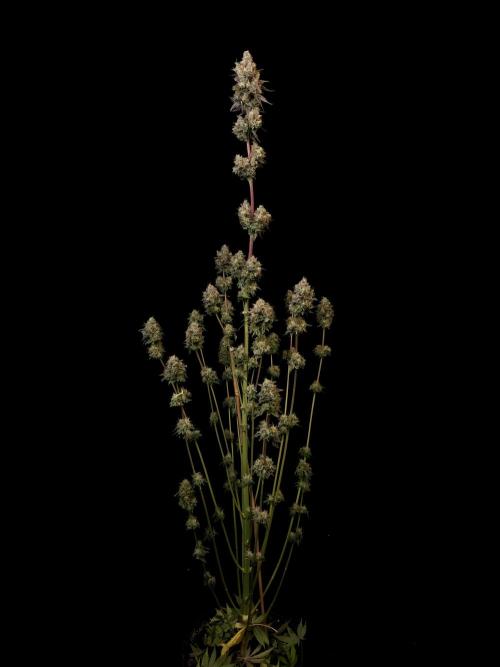 Test 101100  (2). Week 13