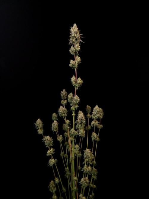 Test 101100  (2). Week 13