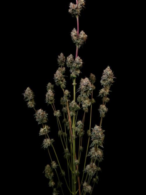 Test 101100  (2). Week 13