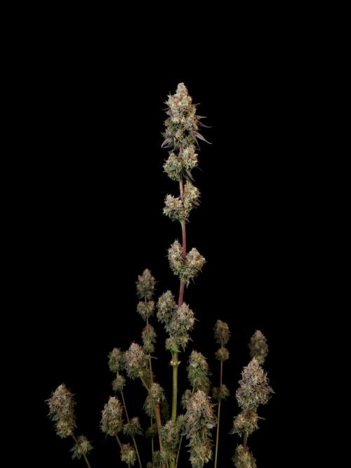 Test 101100  (2). Week 13