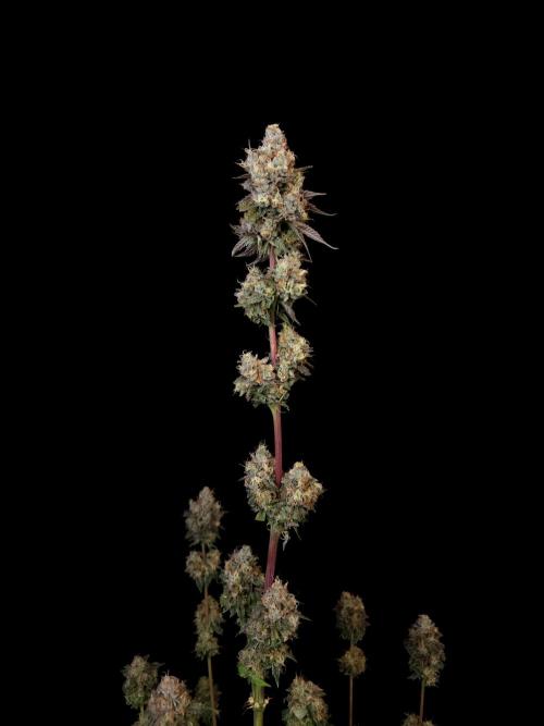 Test 101100  (2). Week 13