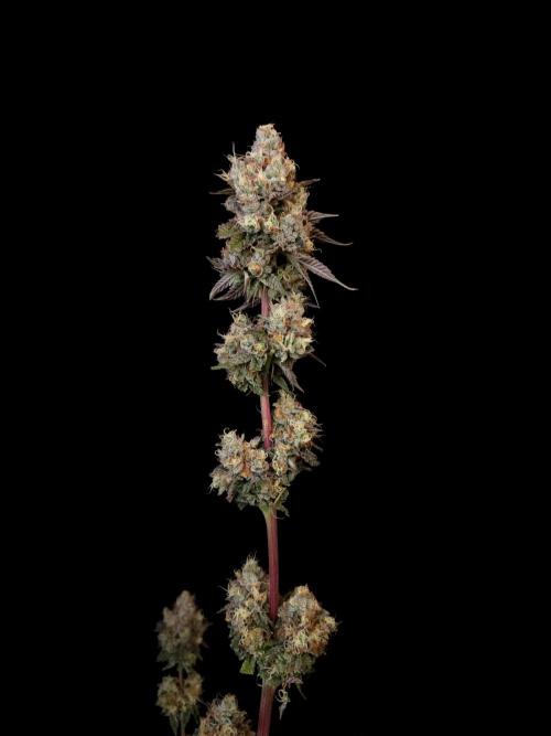 Test 101100  (2). Week 13