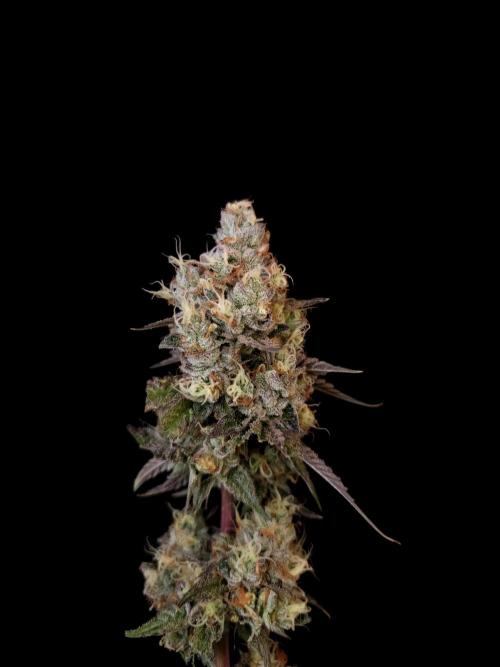 Test 101100  (2). Week 13