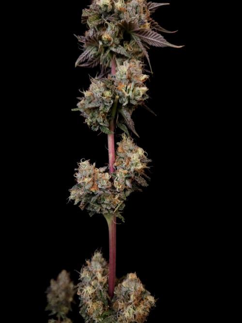 Test 101100  (2). Week 13