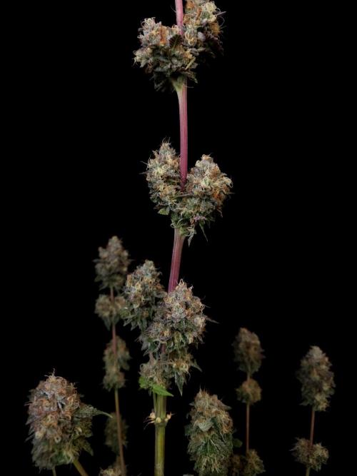 Test 101100  (2). Week 13