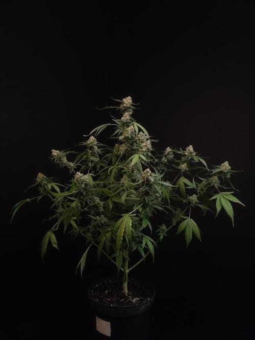 Vertigo Auto 1. Week 13