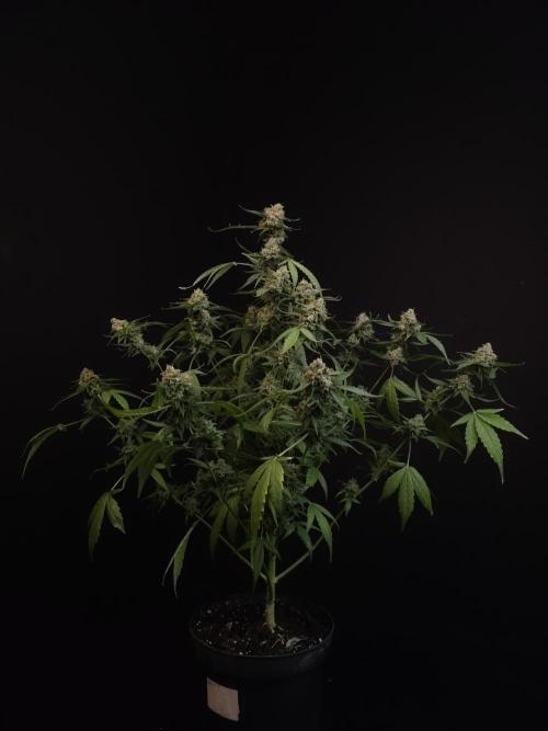 Vertigo Auto 1. Week 13