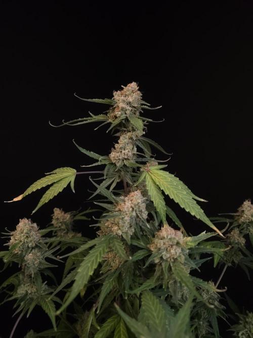 Vertigo Auto 1. Week 13