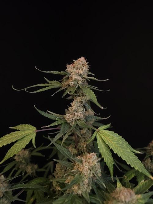 Vertigo Auto 1. Week 13