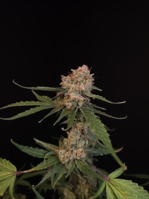 Vertigo Auto 1. Week 13