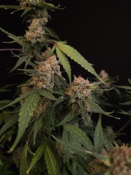 Vertigo Auto 1. Week 13