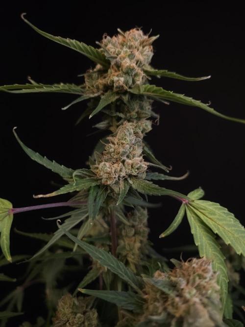 Vertigo Auto 1. Week 13