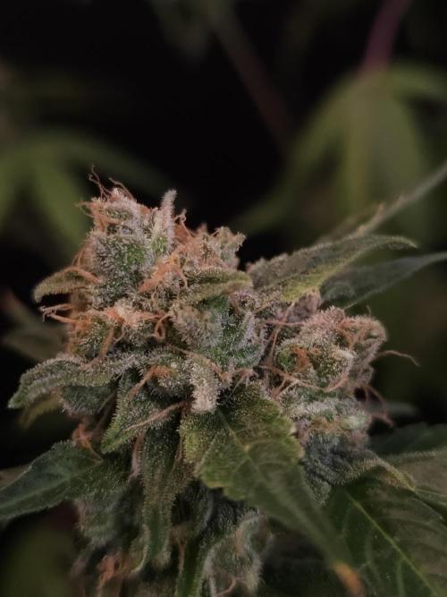 Vertigo Auto 1. Week 13