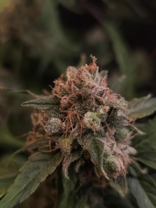 Vertigo Auto 1. Week 13