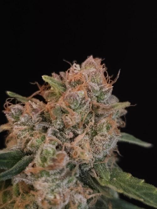 Vertigo Auto 1. Week 13