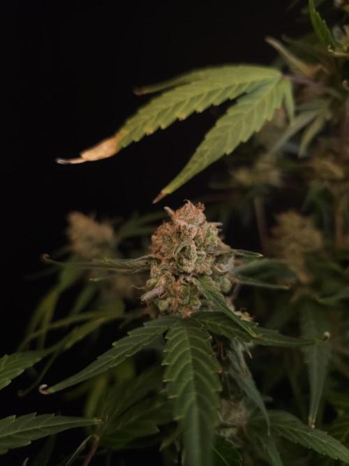 Vertigo Auto 1. Week 13