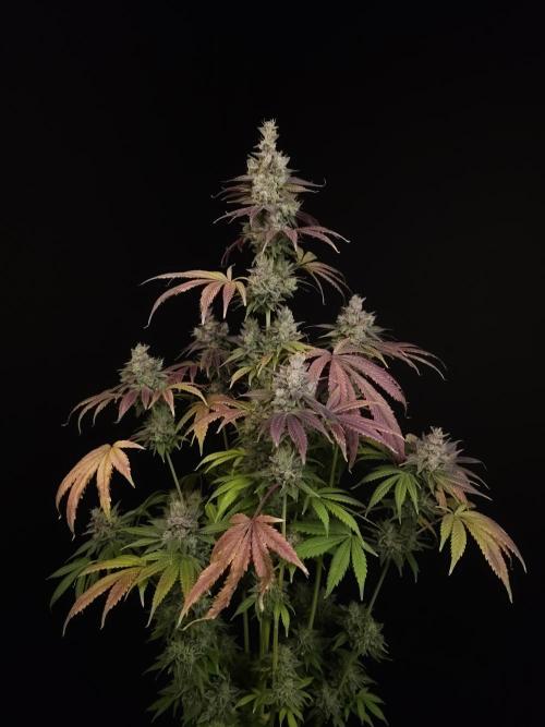 Test 50151  (1). Week 13