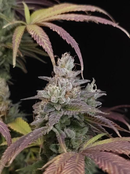 Test 50151  (1). Week 13