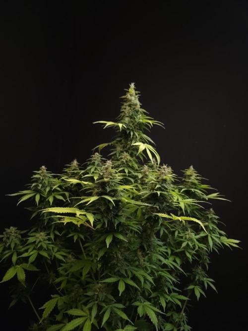 Pandora auto 2. Week 13