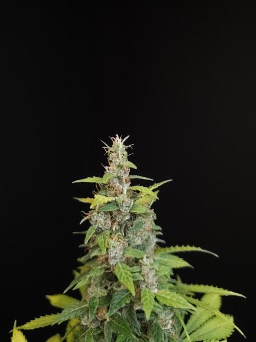 Pandora auto 2. Week 13