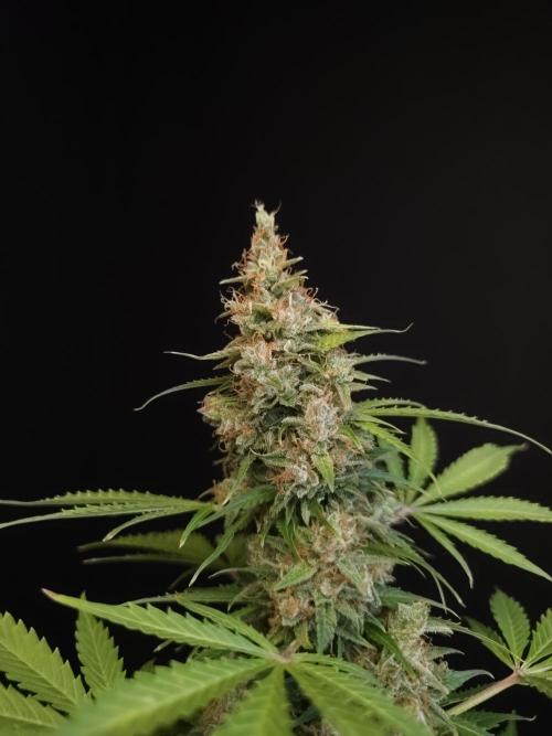 Pandora auto 1. Week 14