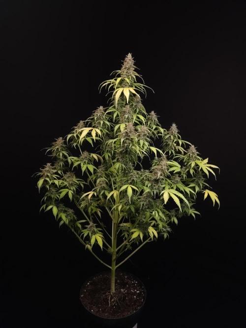 Auto Wappa 2. Week 13