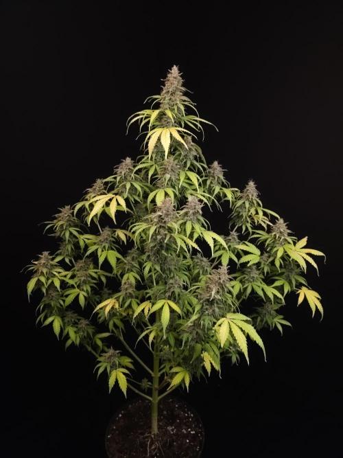 Auto Wappa 2. Week 13