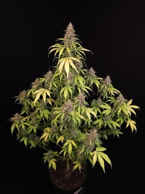 Auto Wappa 2. Week 13