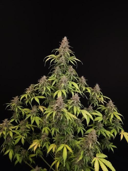 Auto Wappa 2. Week 13