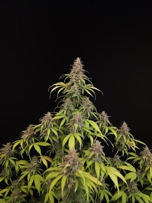 Auto Wappa 2. Week 13