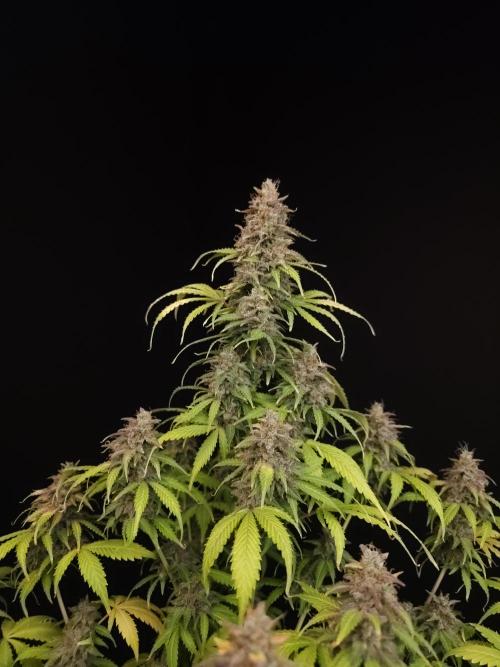 Auto Wappa 2. Week 13