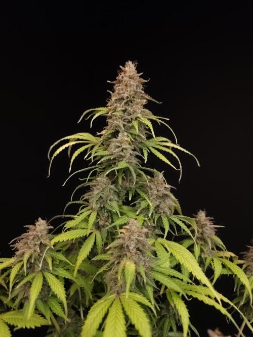 Auto Wappa 2. Week 13