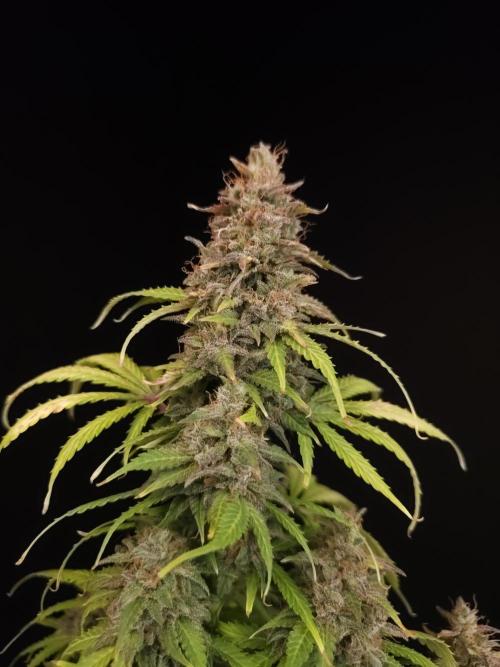 Auto Wappa 2. Week 13