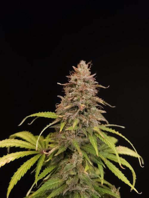 Auto Wappa 2. Week 13