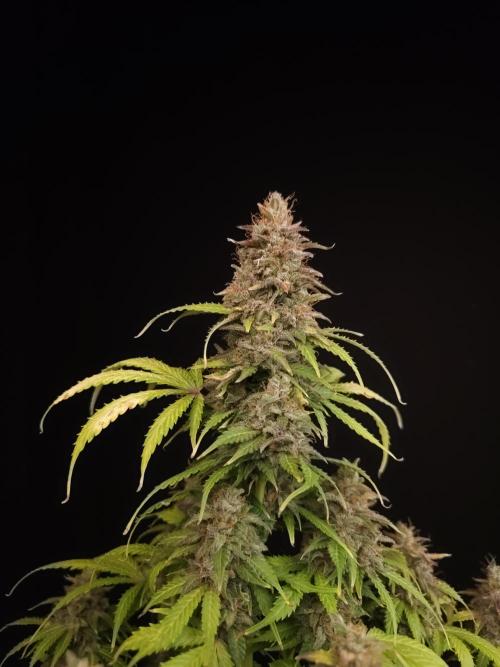 Auto Wappa 2. Week 13