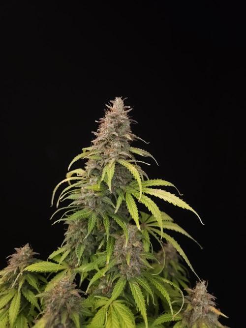 Auto Wappa 2. Week 13