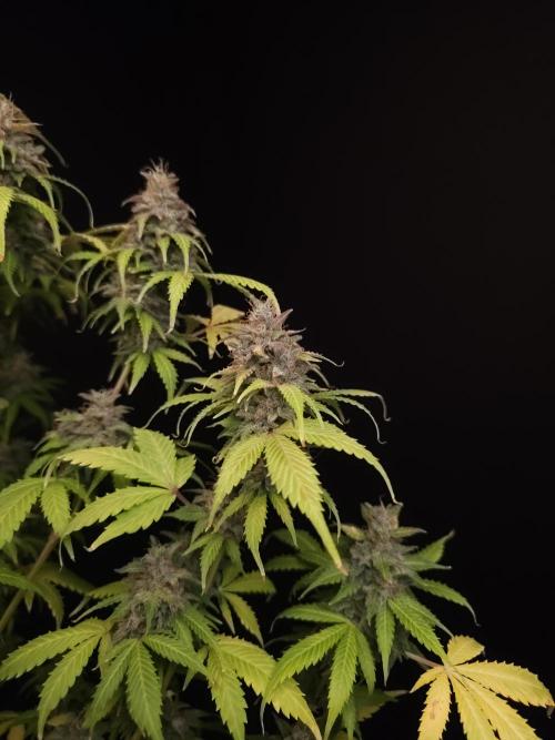 Auto Wappa 2. Week 13