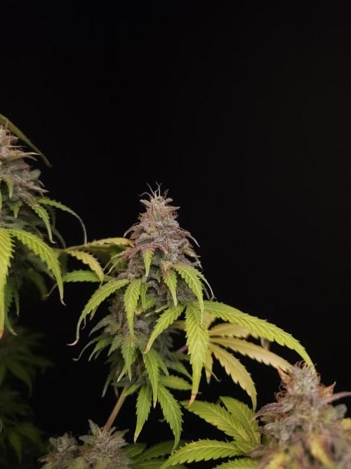 Auto Wappa 2. Week 13