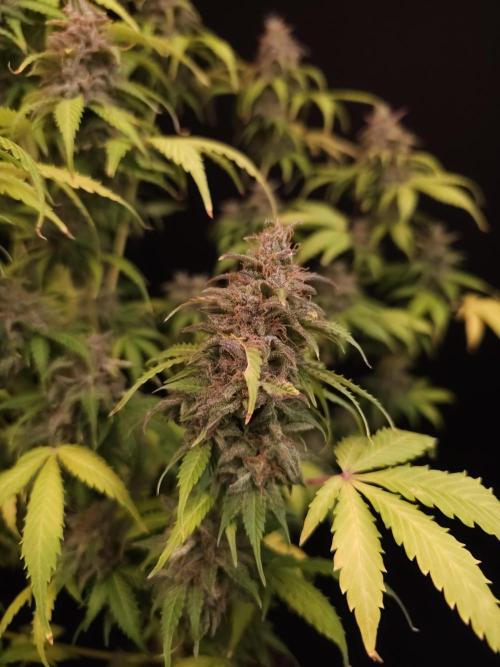 Auto Wappa 2. Week 13