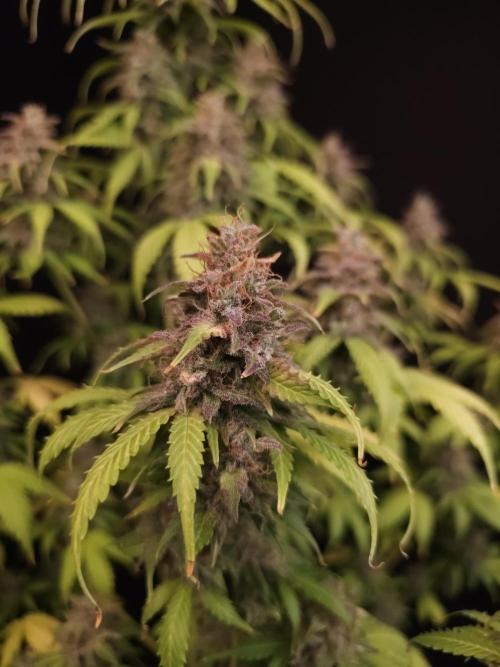 Auto Wappa 2. Week 13