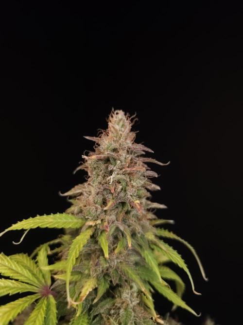 Auto Wappa 2. Week 13