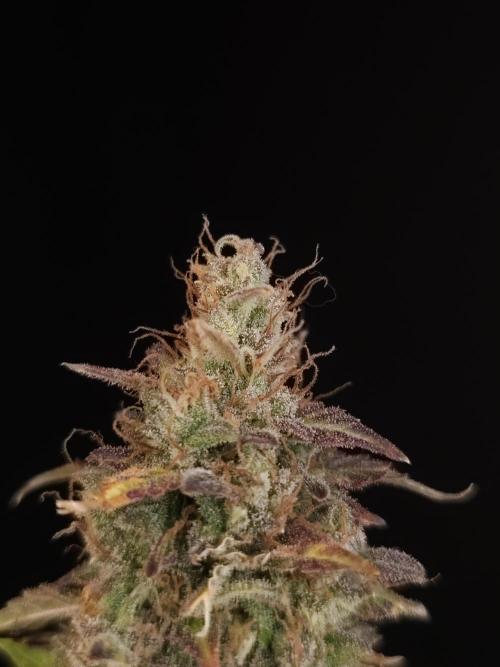 Auto Wappa 2. Week 13