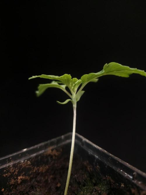 Sweet & Sour. Week 1