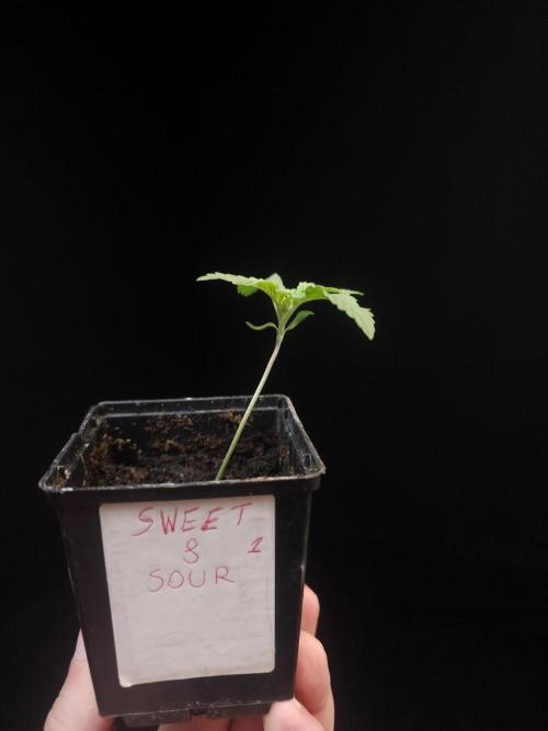 Sweet & Sour. Week 1