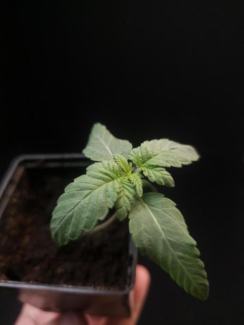 Girl Scoute Cookies. Week 1