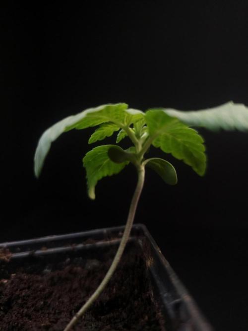 Girl Scoute Cookies. Week 1