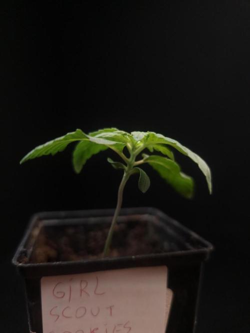 Girl Scoute Cookies. Week 1